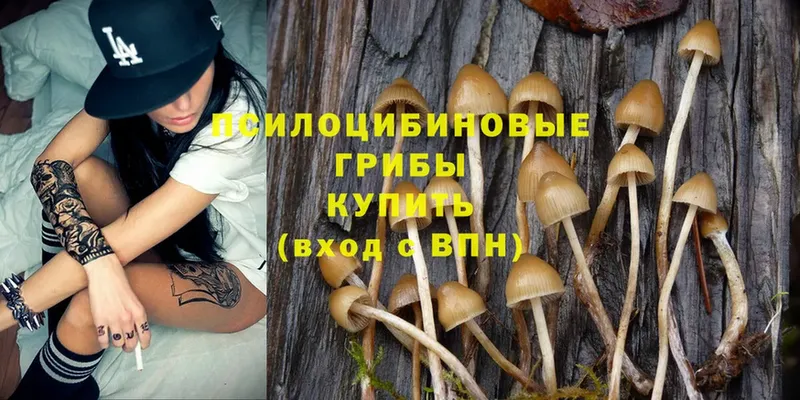 цена наркотик  Конаково  Галлюциногенные грибы Psilocybine cubensis 